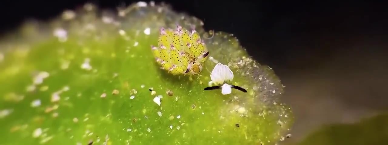Costasiella kuroshimae · 叶羊海蛞蝓 · 微距实拍