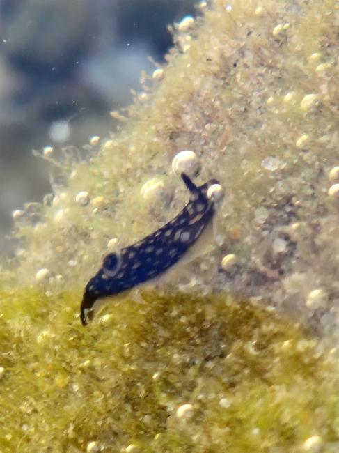 Gymnodoris 属（未定种）