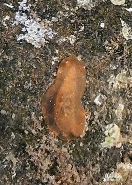 黑枝鳃海蛞蝓