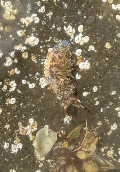 饰纹澳叶海蛞蝓