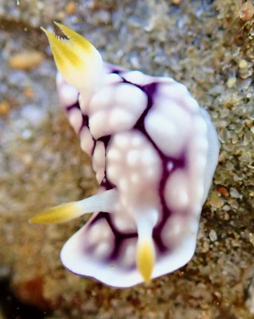 几何多彩海蛞蝓