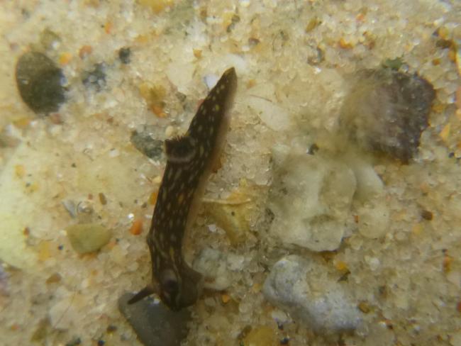 Gymnodoris 属（未定种）