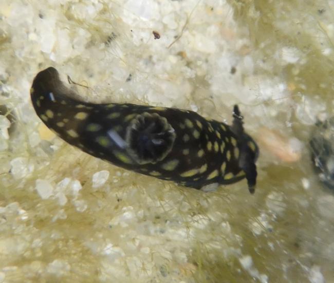 Gymnodoris 属（未定种）