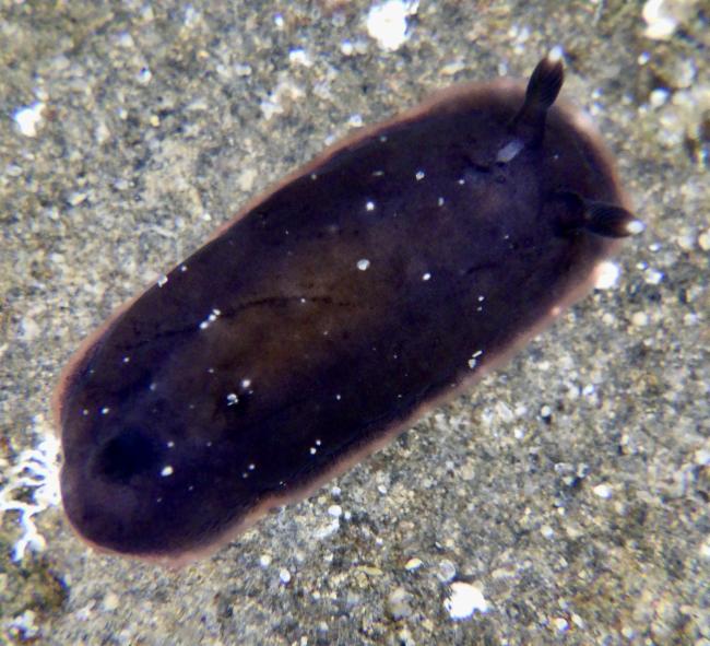 黑枝鳃海蛞蝓