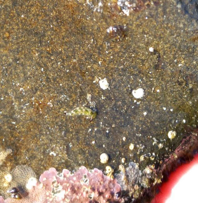 海蛞蝓能在淡水里养吗？为什么它们离不开海水