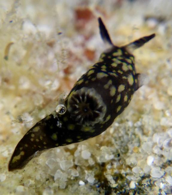 Gymnodoris 属（未定种） Gymnodoris sp.