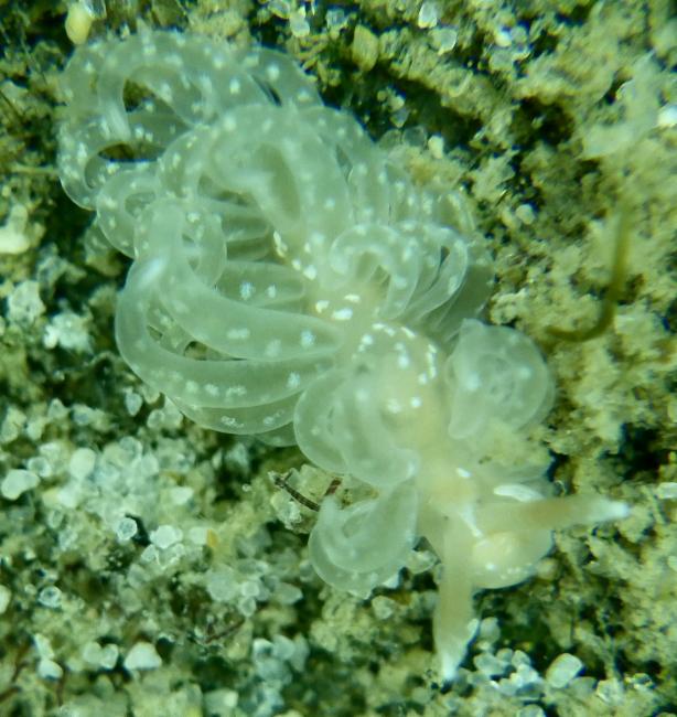 Spurilla 属（未定种） Spurilla sp.