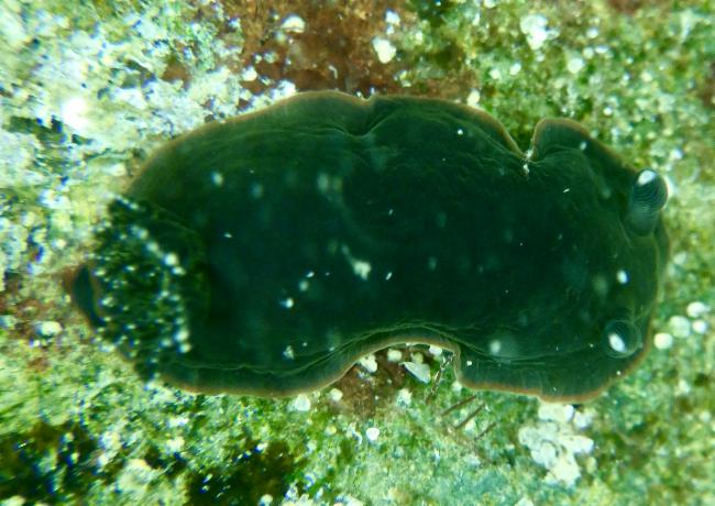 树状枝鳃海蛞蝓