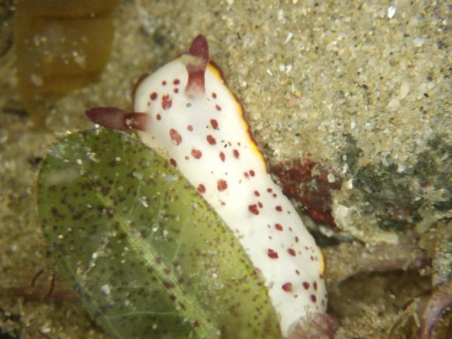 达芙妮多彩海蛞蝓