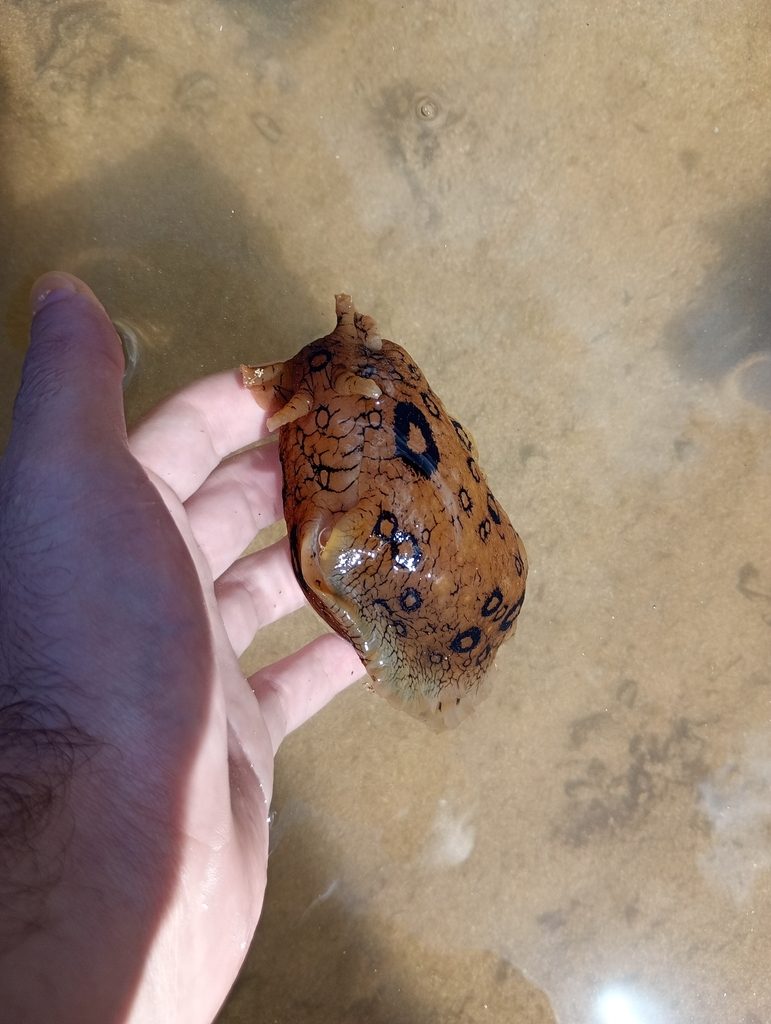 蓑海蛞蝓的红色皮鳃
