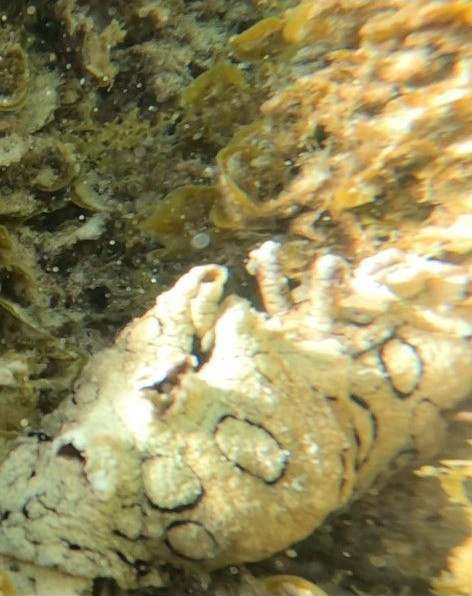黑指纹海兔