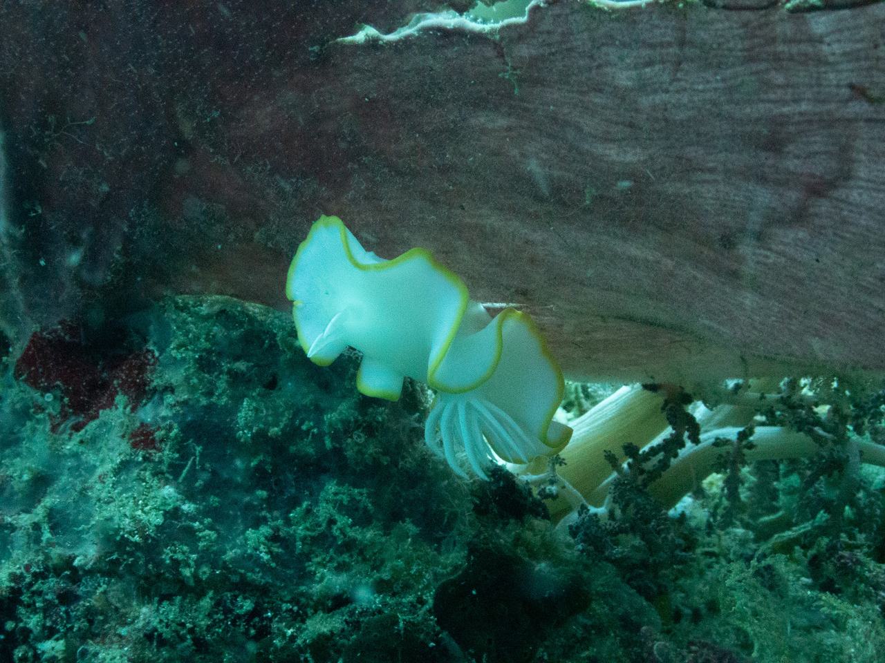 白鹭海蛞蝓