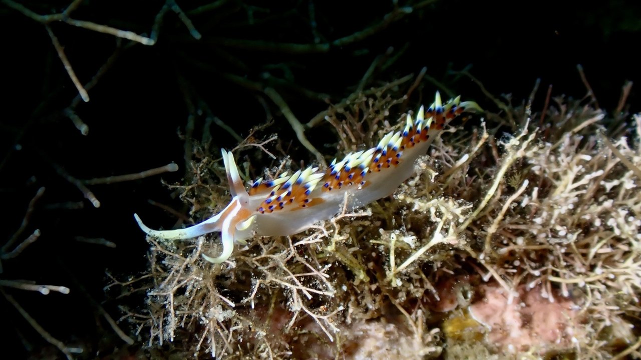 印度卡洛里海蛞蝓