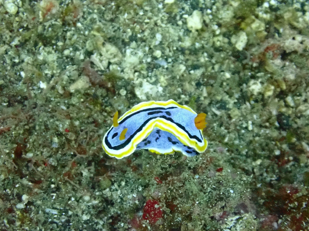蓝底黑线金边