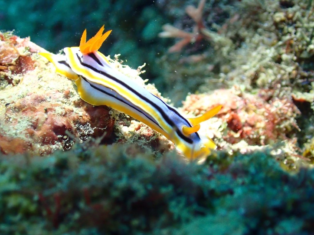 蓝纹海蛞蝓