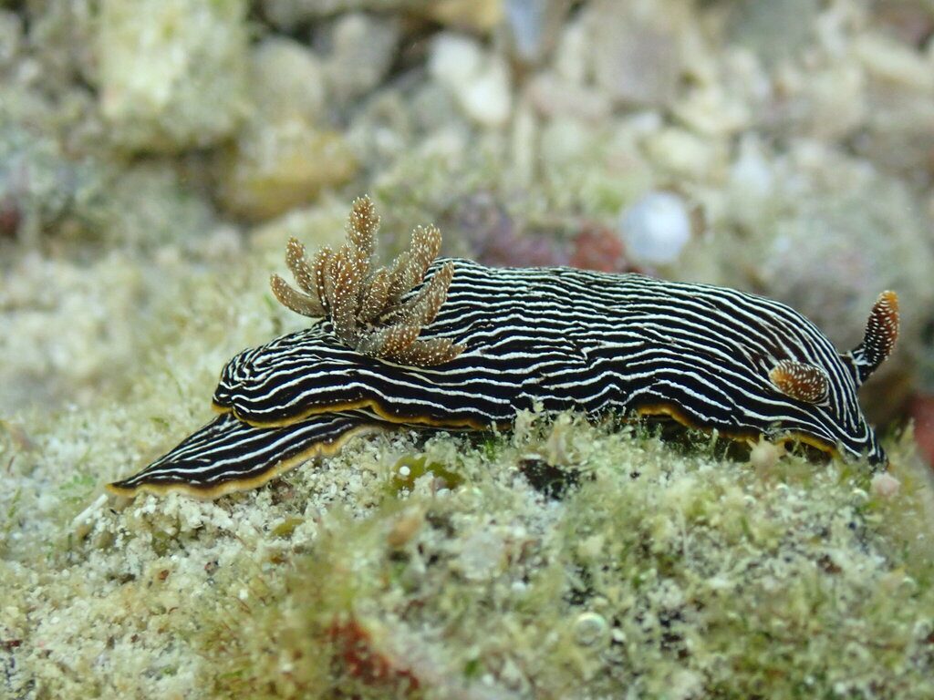 镶边多彩海蛞蝓啃食海绵
