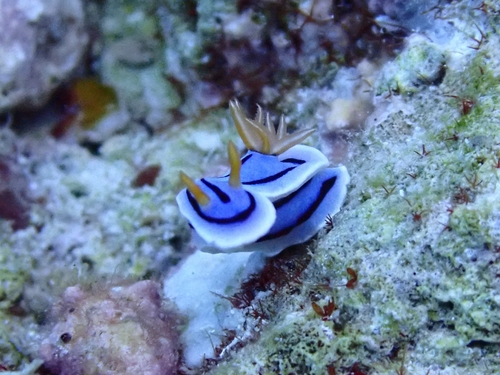 洛氏多彩海蛞蝓