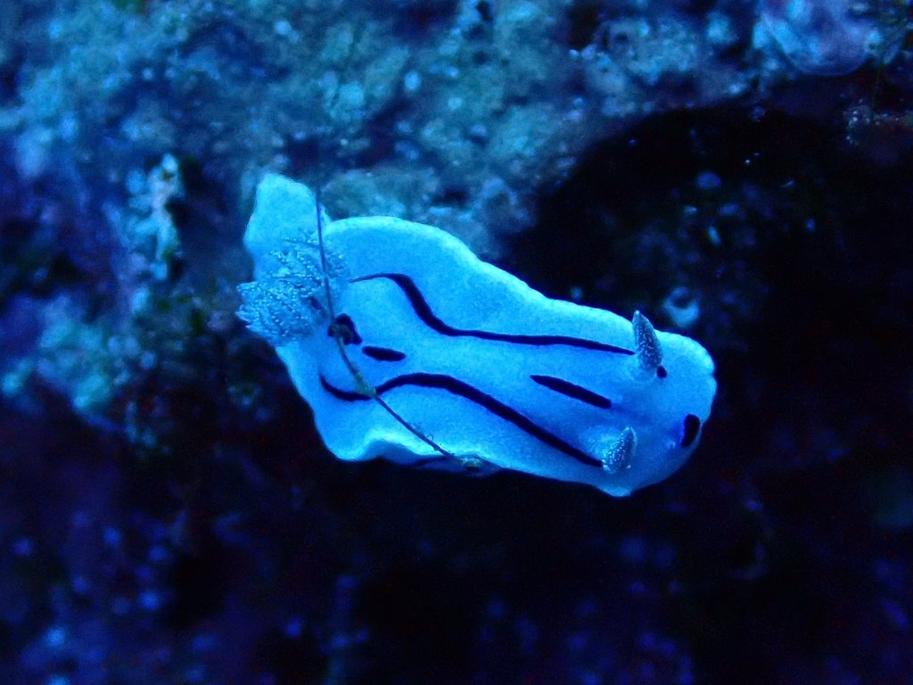 威氏多彩海蛞蝓