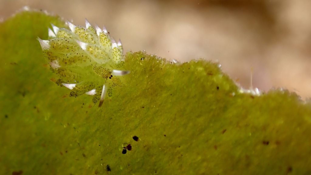 Costasiella kuroshimae, leaf sheep slug