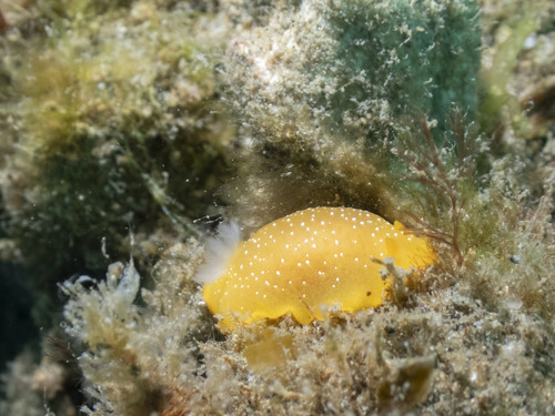 大花树鳃海蛞蝓