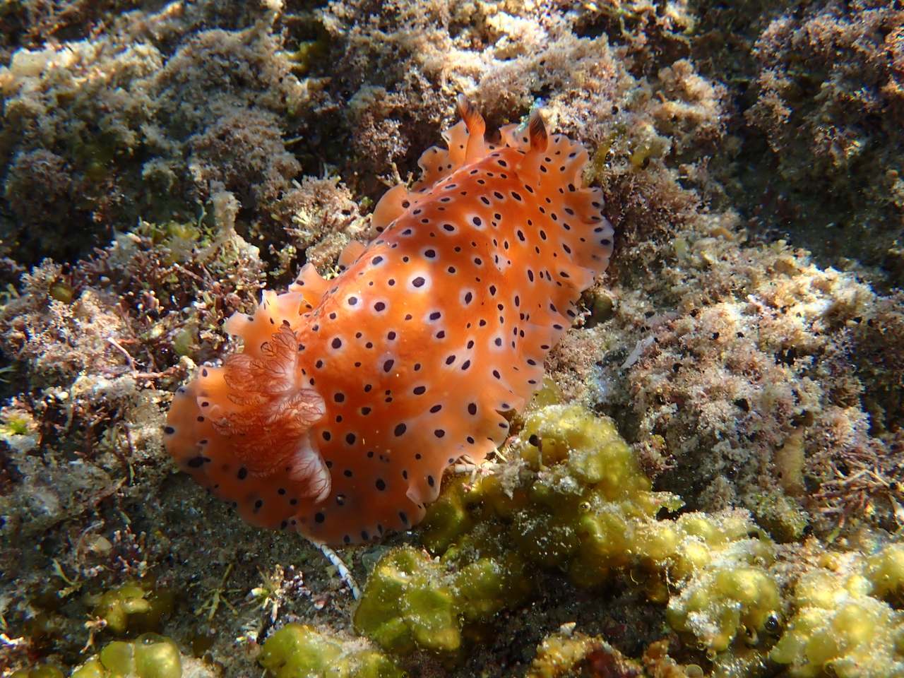 斑点枝鳃海蛞蝓