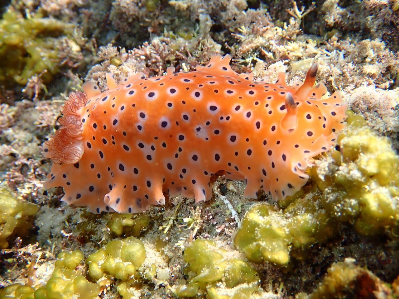 深底上的浅色斑点