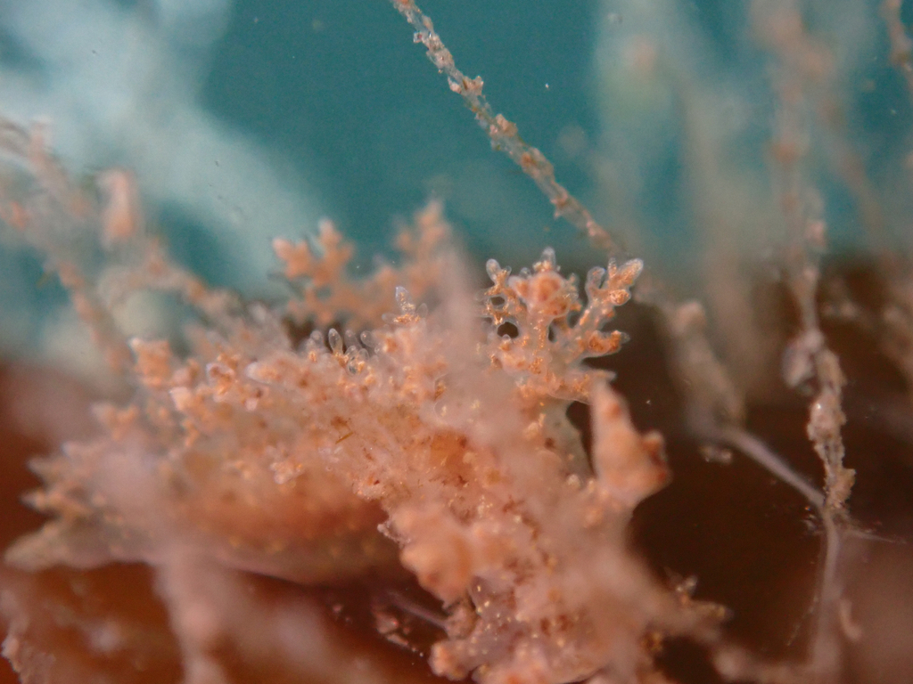 维纳斯枝海牛