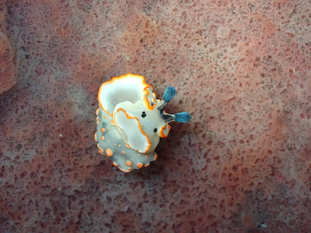 饰纹皮海蛞蝓