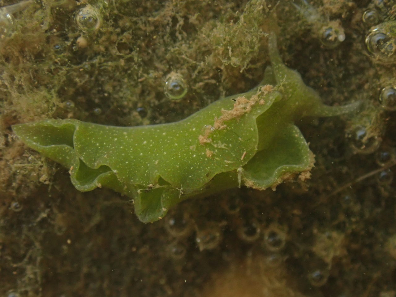 Elysia chlorotica, Eastern emerald elysia