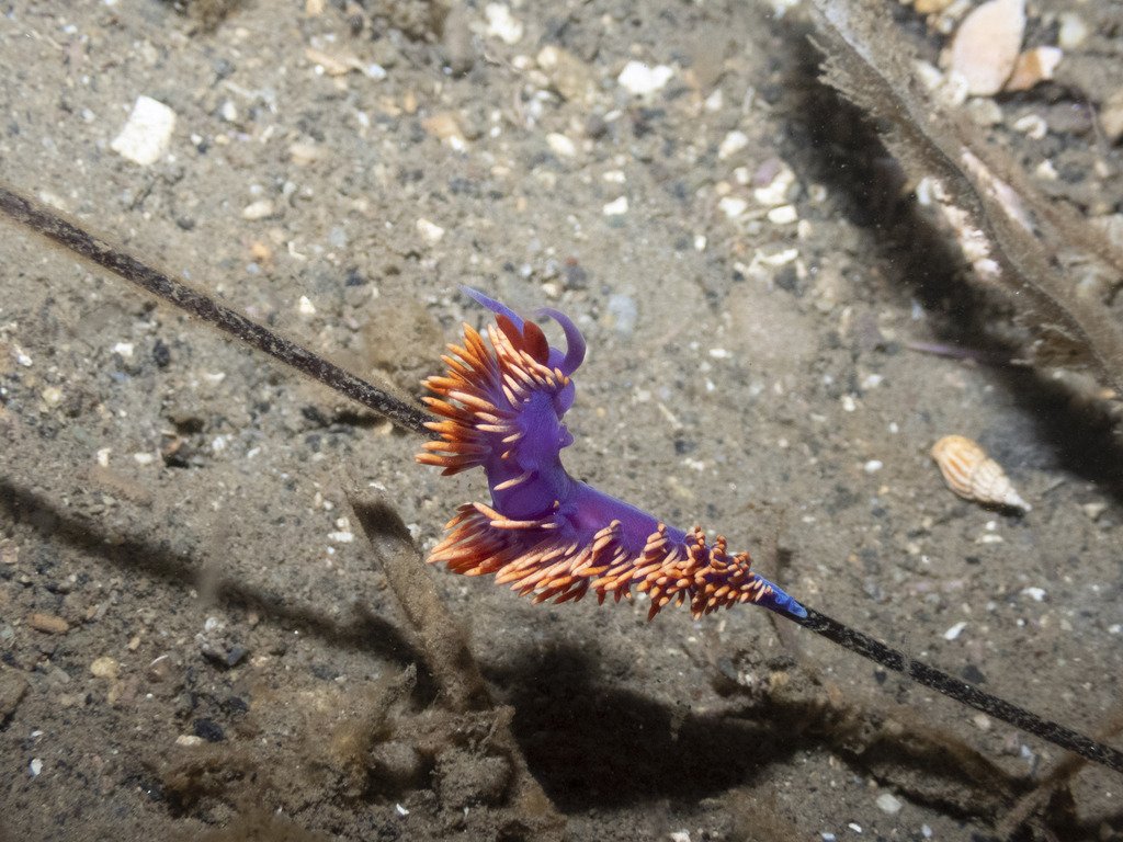 碘色蓑海蛞蝓