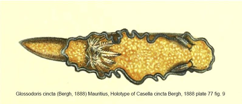 白带海蛞蝓 Glossodoris cincta