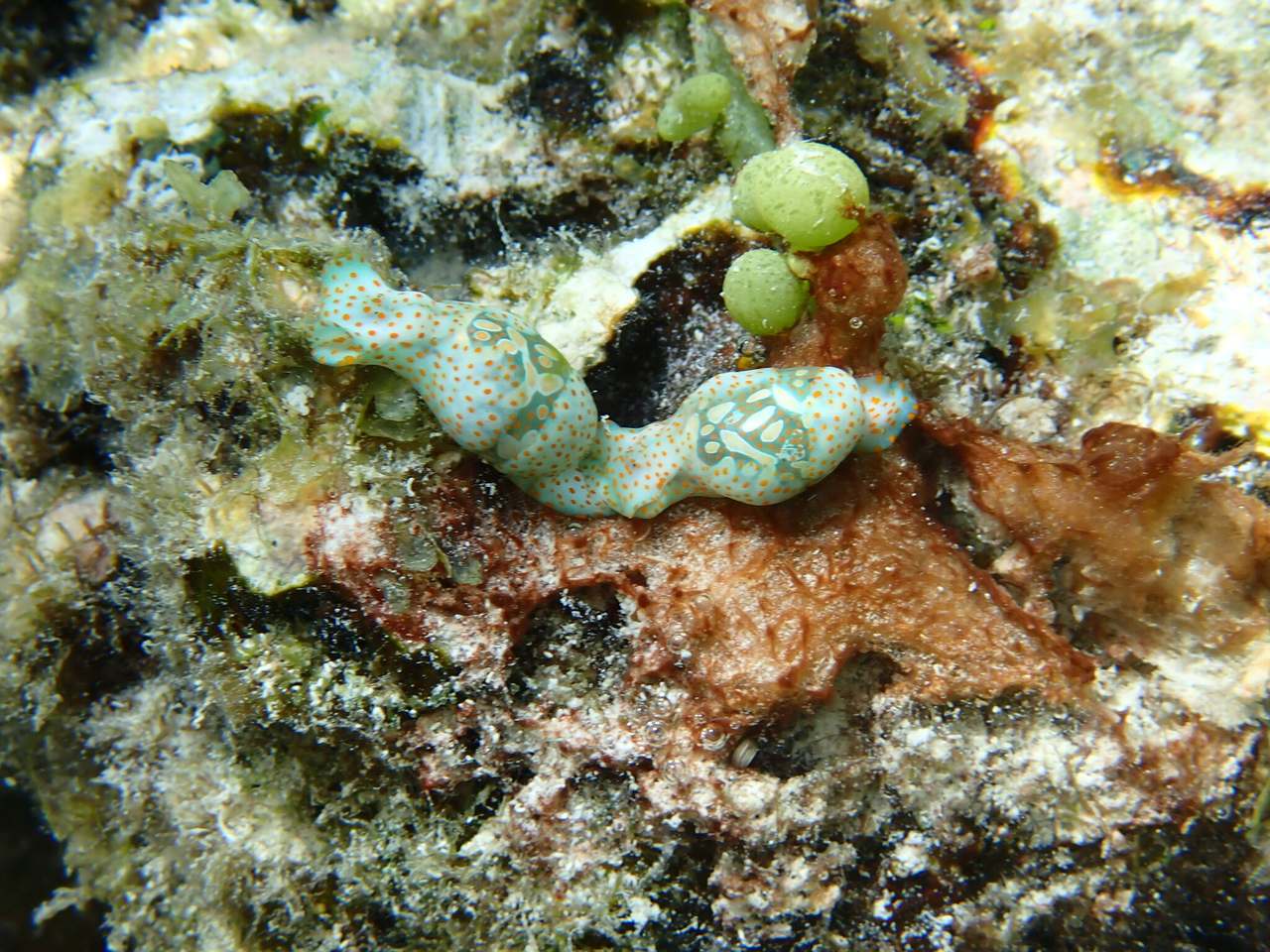 橙斑玻璃海蛞蝓