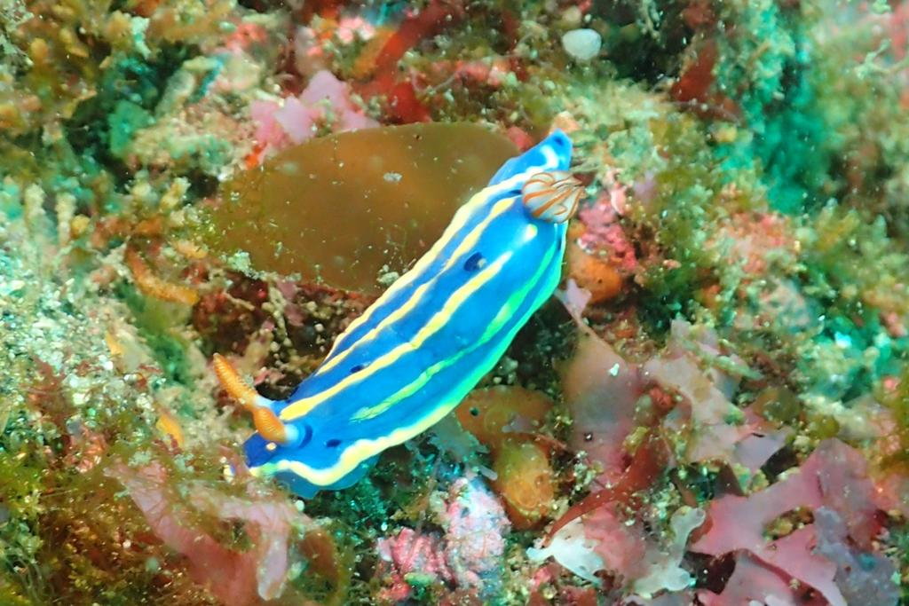 节庆多彩海蛞蝓