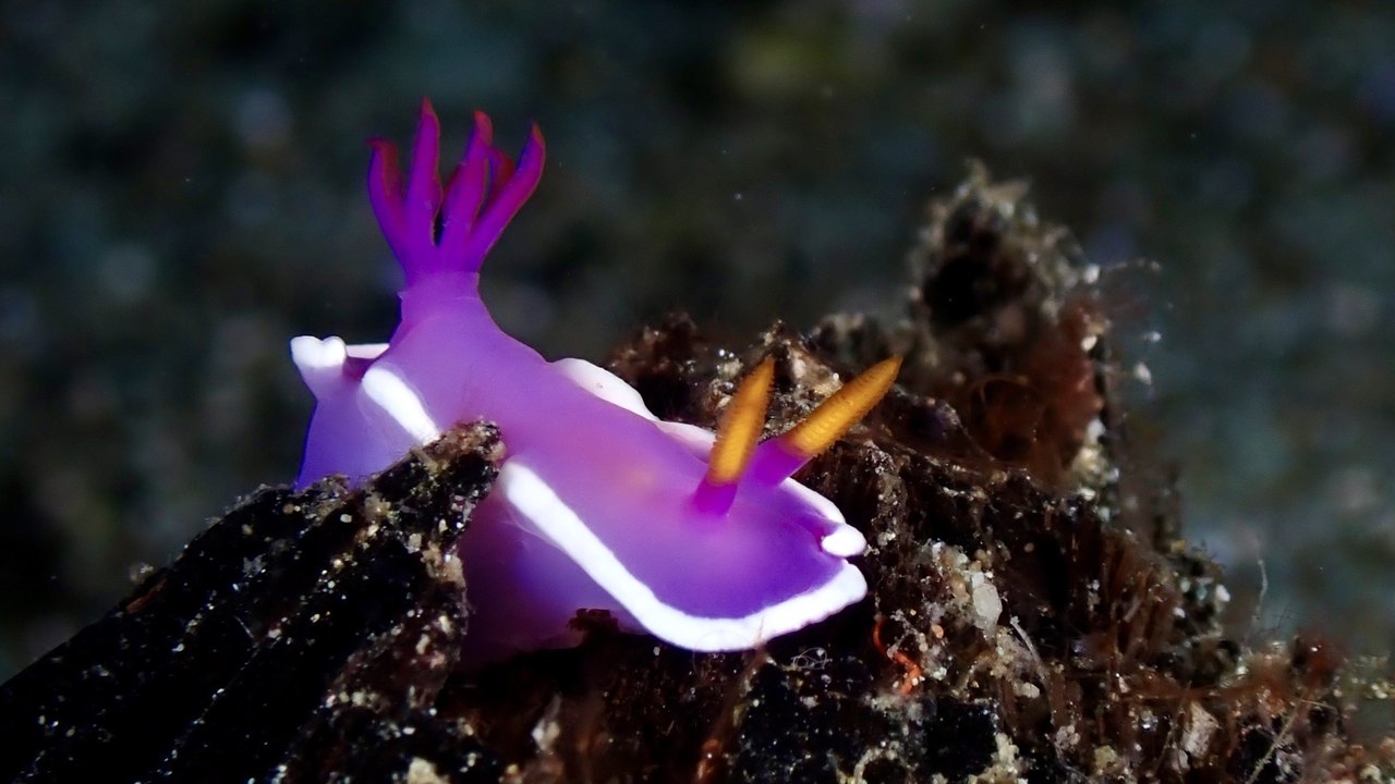 异鳃高泽海蛞蝓