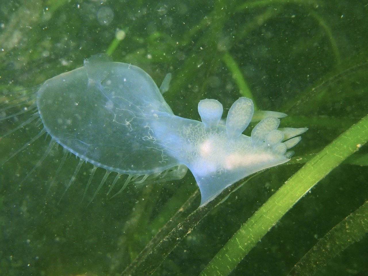 狮鬃海蛞蝓