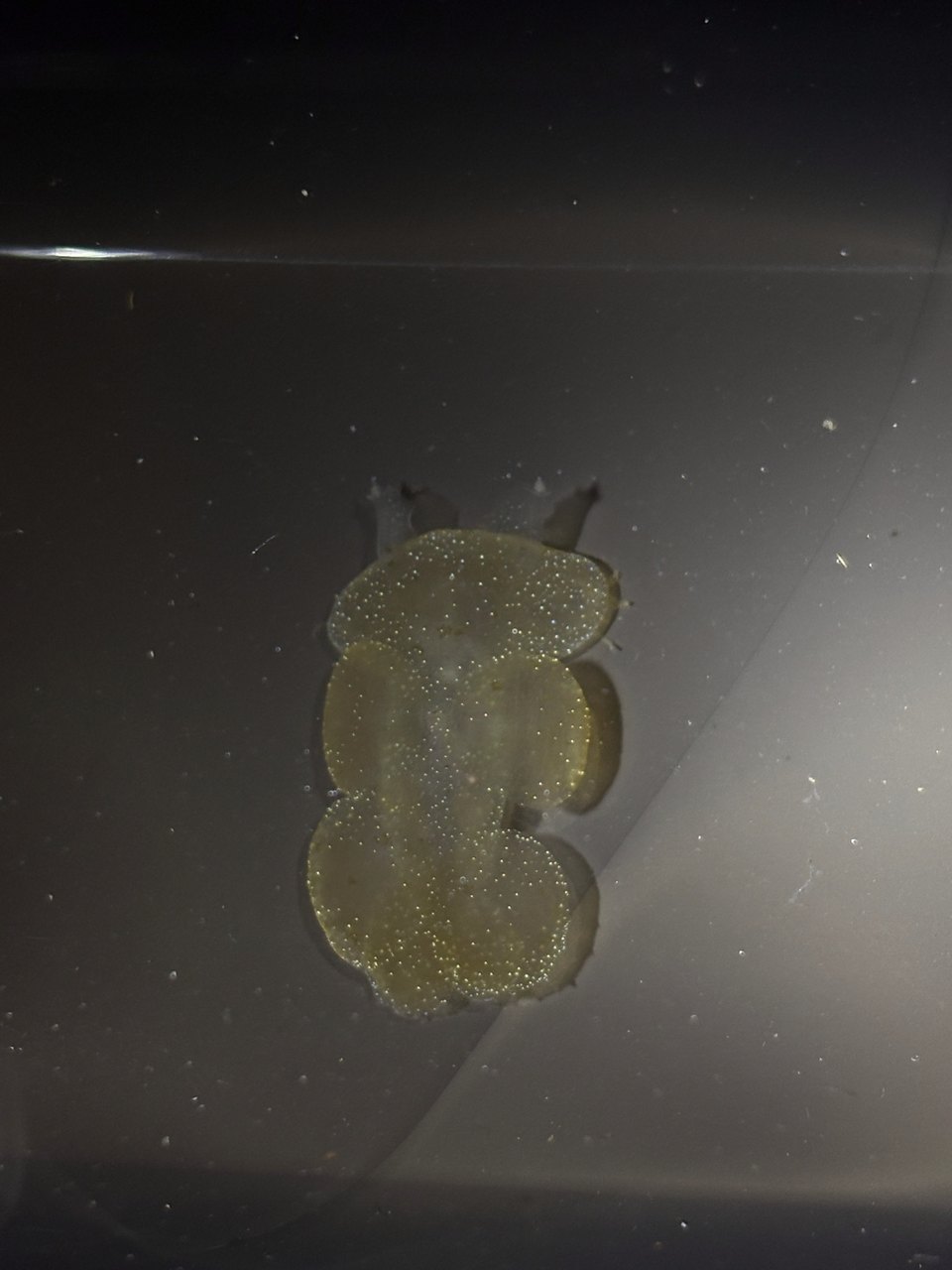 Berghia 入缸后为何消失？从食谱到设备逐项排查
