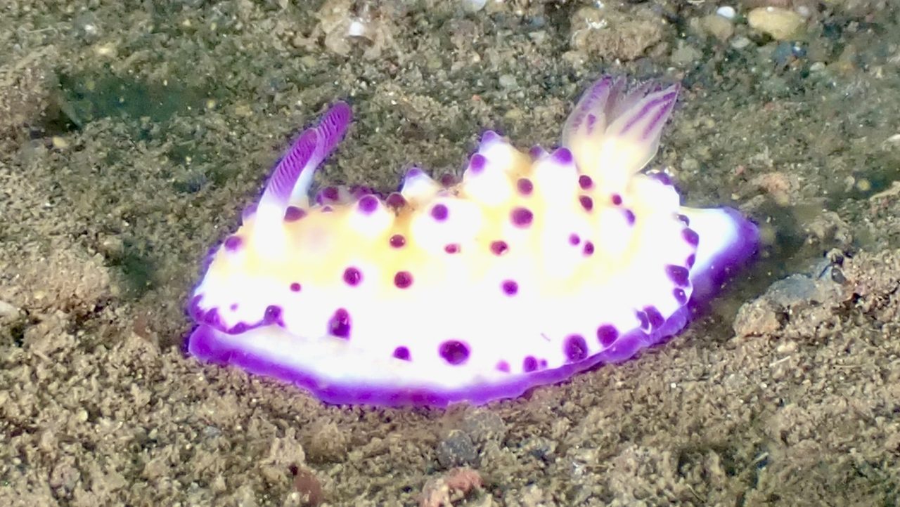 多瘤墨西海蛞蝓