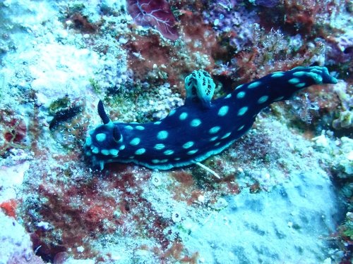 冠纹霓虹海蛞蝓