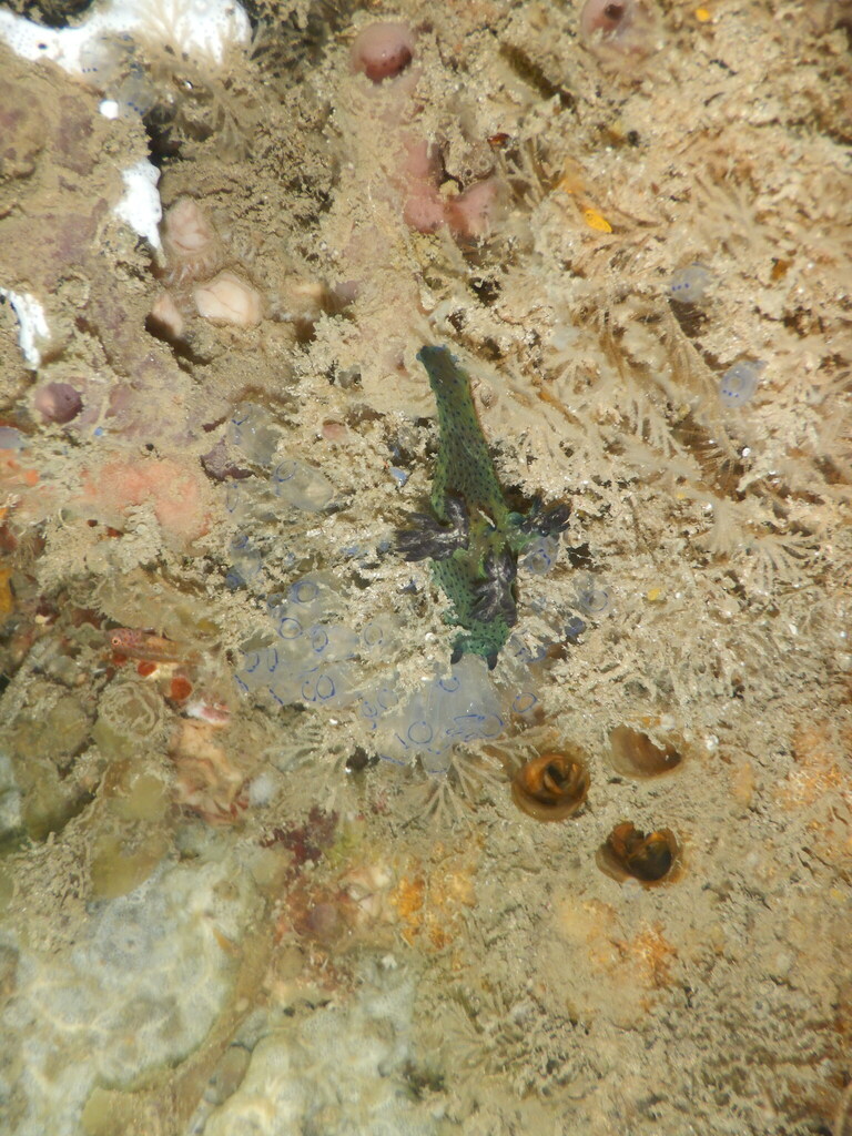 米勒绿海牛 Nembrotha milleri