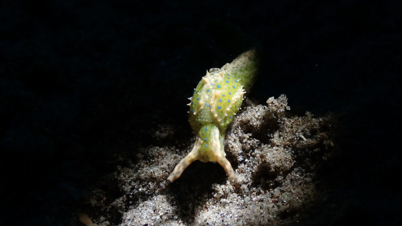 绿尖舌海蛞蝓