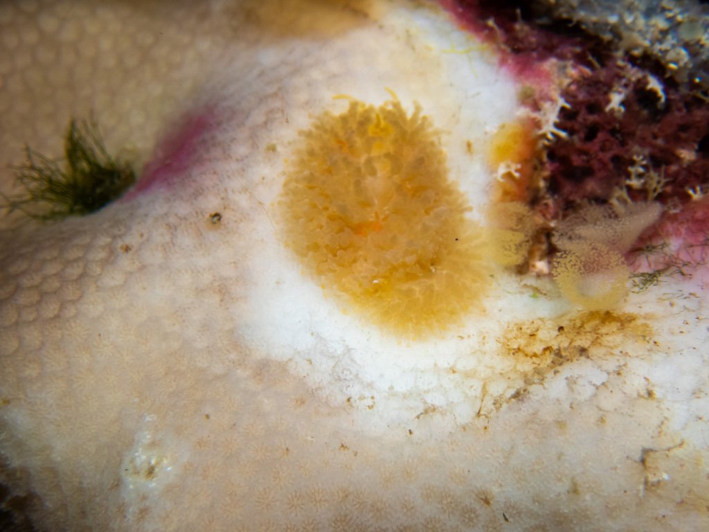 黑角海蛞蝓