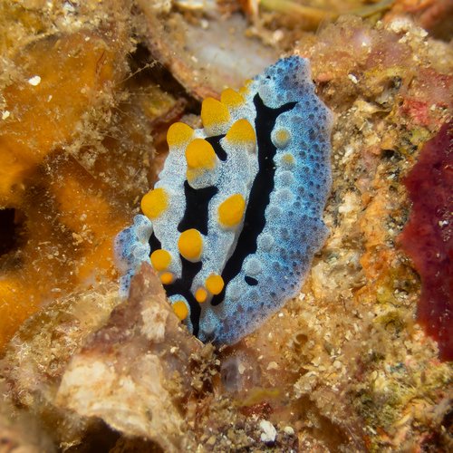 天空多角海蛞蝓