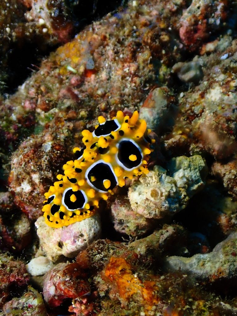 眼斑多角海蛞蝓 Phyllidia ocellata