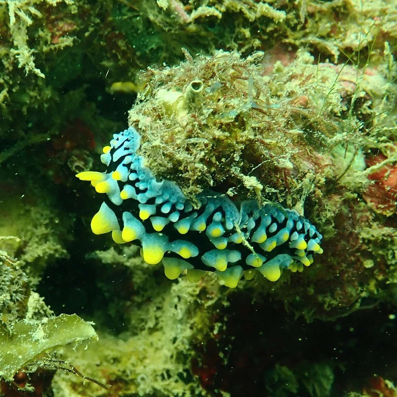 肿纹叶海牛（叶海牛）