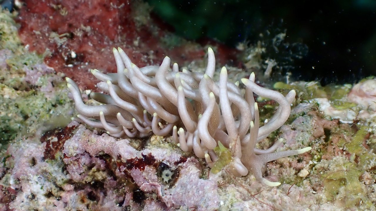 太阳能海蛞蝓（Phyllodesmium 属）