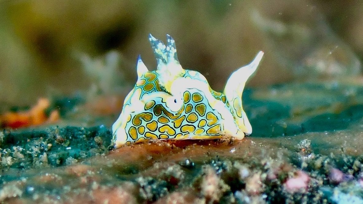 迷幻腹翼海蛞蝓
