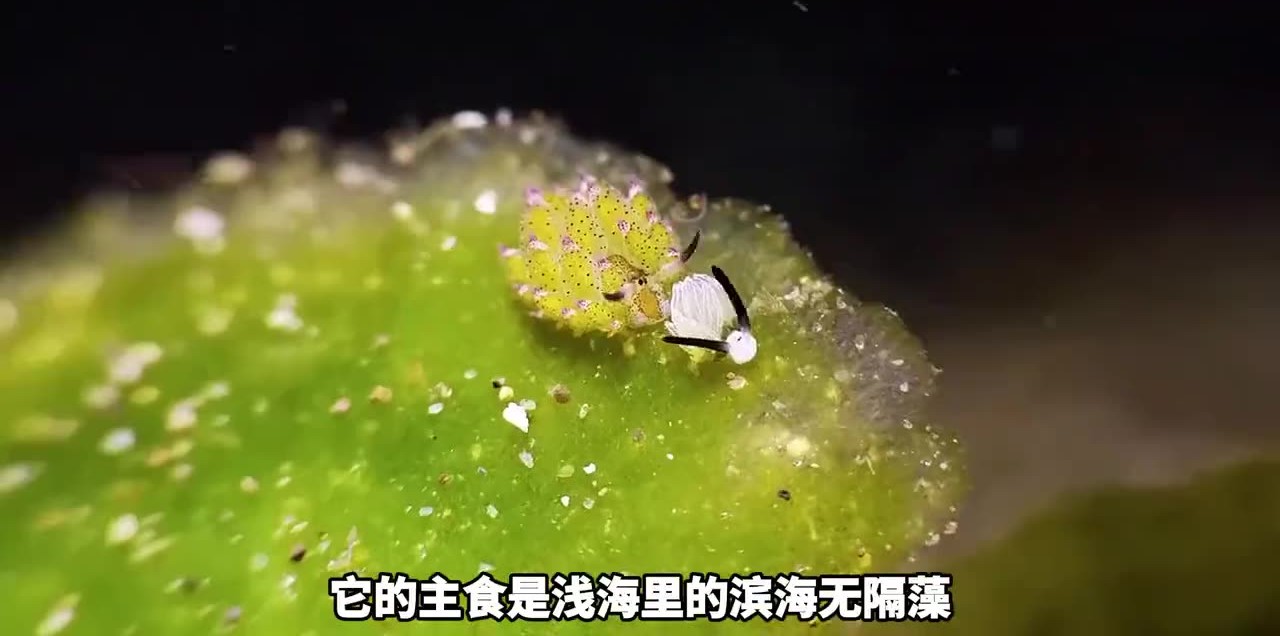 叶羊在藻叶上爬行